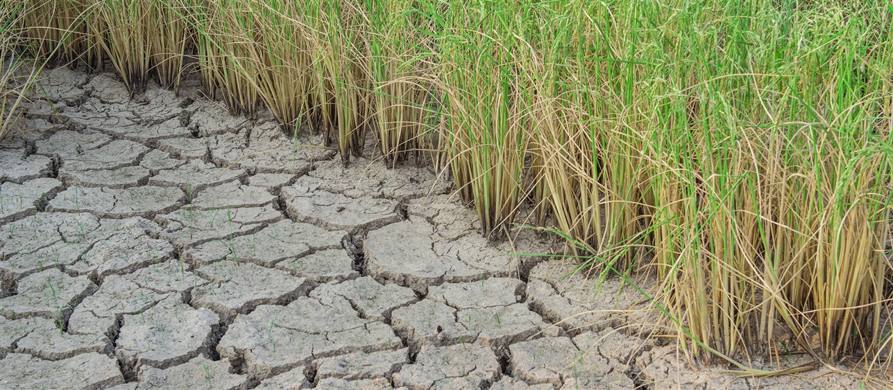 World Day to Combat Desertification and Drought